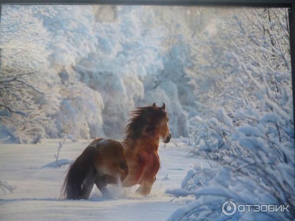 Фотовыставка Лошади мира на Тверском бульваре (Россия, Москва)