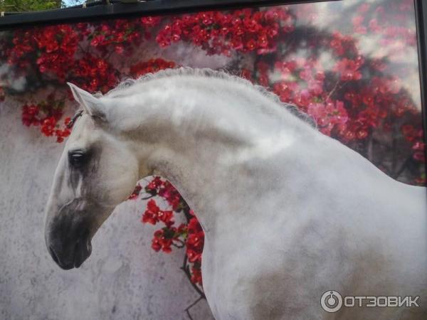 Фотовыставка Лошади мира на Тверском бульваре (Россия, Москва)