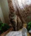 ЛюдмилаNew