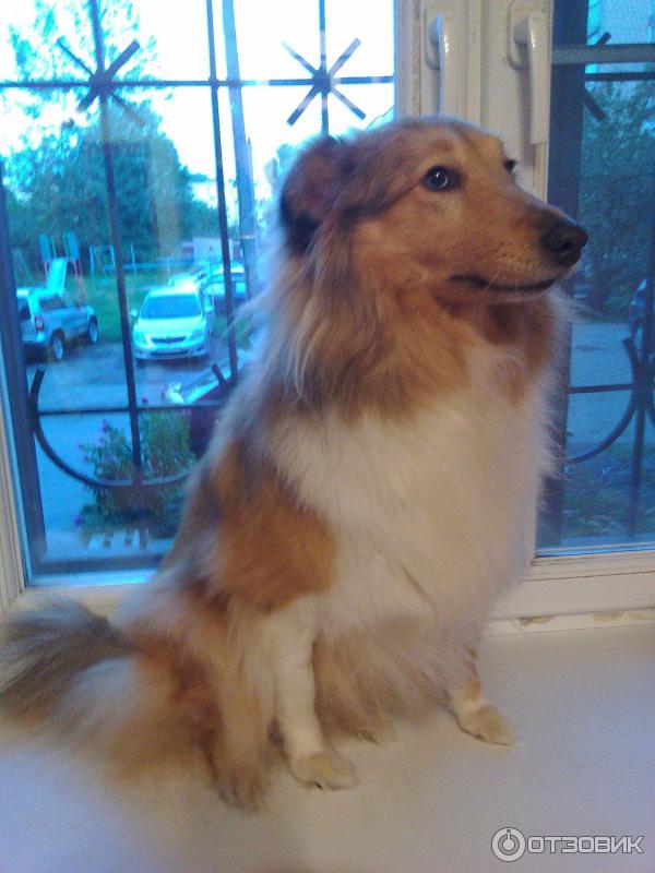 Порода собак Шелти фото