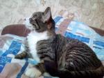 Корм для кошек Superpet фото