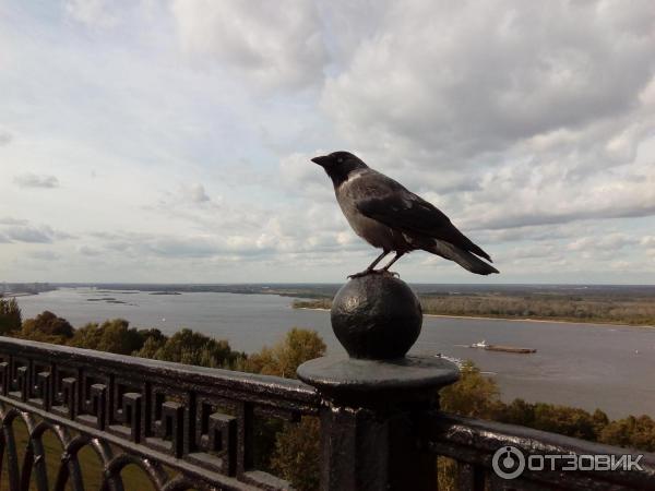 Музей Усадьба Рукавишниковых (Россия, Нижний Новгород) фото