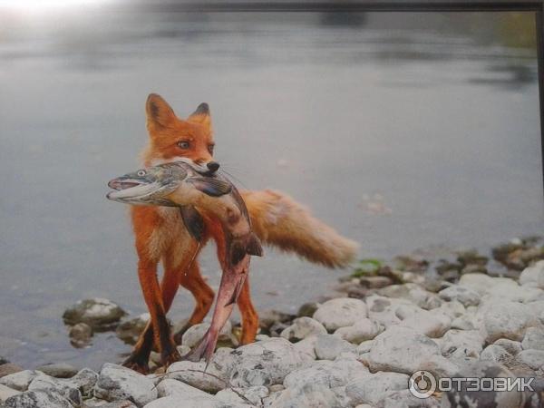 Фотовыставка Геннадия Юсина Мир цвета на Тверском бульваре (Россия, Москва)