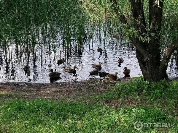 Парк Воронежские озера (Россия, Самара) фото