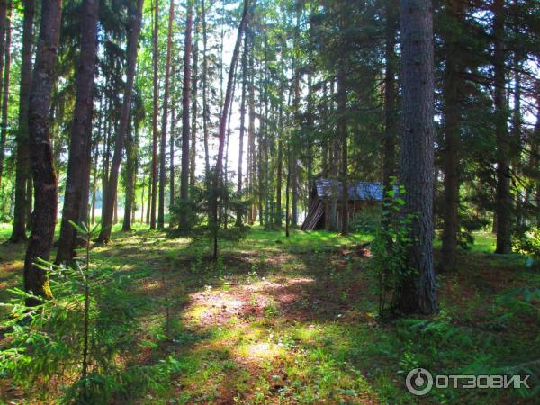 Гостиница Валдай Эко Клуб (Россия, Новгородская область) фото