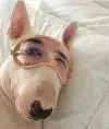 rfvfpbrdjkmdj