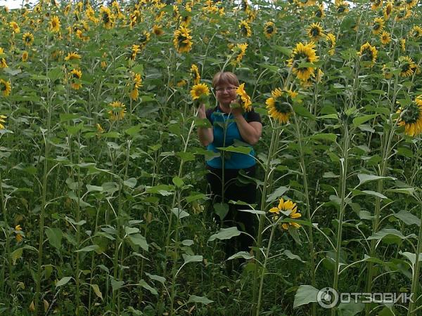 Семечки отборные жареные Алтайские семечки Зум Зум фото