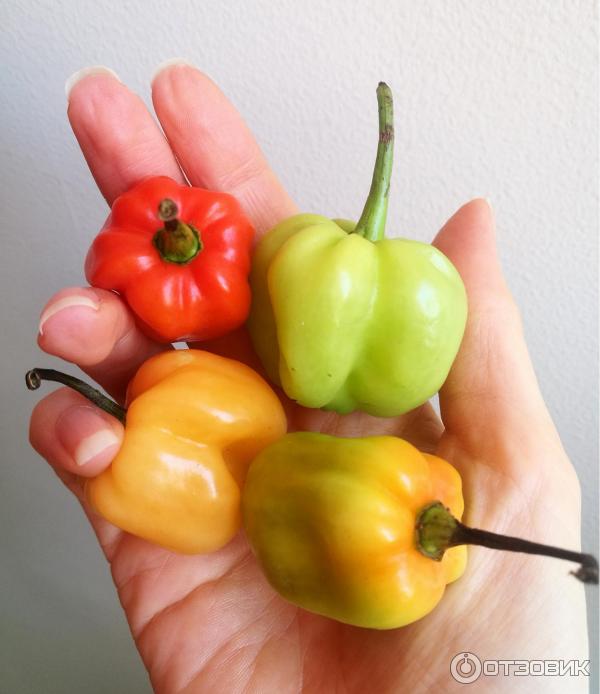 Перец Хабанеро - Habanero Antillais - на разной степени зрелости