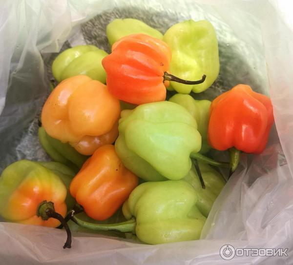 Перец Хабанеро - Habanero Antillais Карибский бассейн