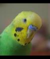 MrGreenBudgie