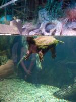 Океанариум Star&Mlad (Россия, Воронеж) фото