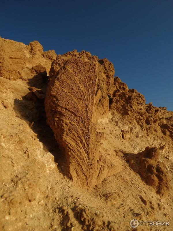 Бухта Jabal Al Rosas (Египет, Марса-Алам) фото