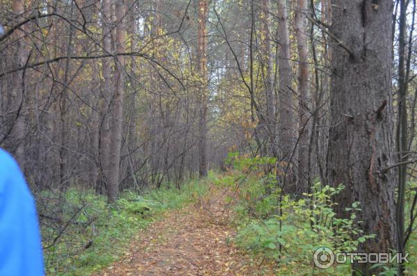 Гора Медведь Камень (Россия, Нижний Тагил) фото