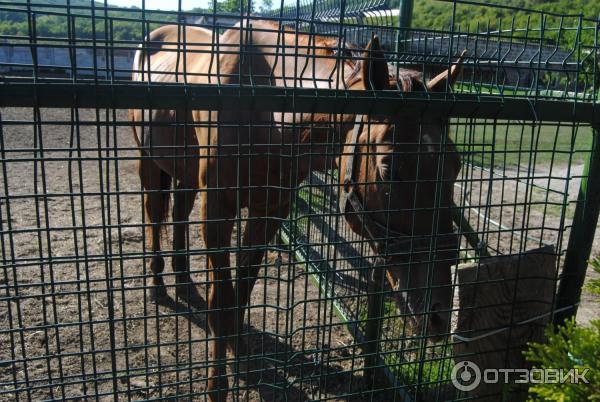 Конно-спортивная база Ход конем (Россия, Крым, Белогорский район, село Красная Слобода, ул. Дружбы, 1а) фото