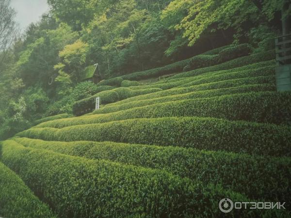 Выставка по итогам фотоконкурса Моя Япония *National Geographic Россия* - Москва