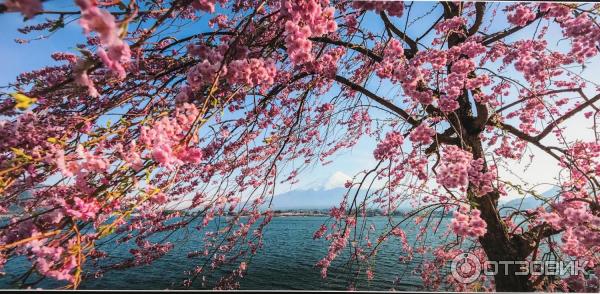 Фотовыставка журнала National Geographic Моя Япония (Россия, Москва)