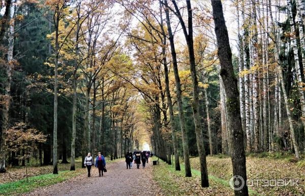 Прогулка по Павловскому парку (Россия, Санкт-Петербург, Павловск) фото