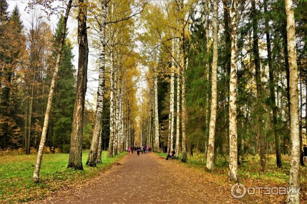 Прогулка по Павловскому парку (Россия, Санкт-Петербург, Павловск) фото