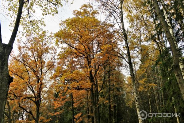 Прогулка по Павловскому парку (Россия, Санкт-Петербург, Павловск) фото