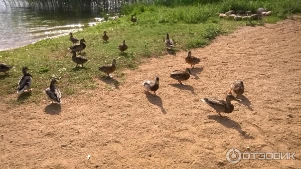 Санаторий Белорусочка (Беларусь, Ждановичи) фото