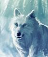 whitewolf12