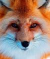 foxyfoxx