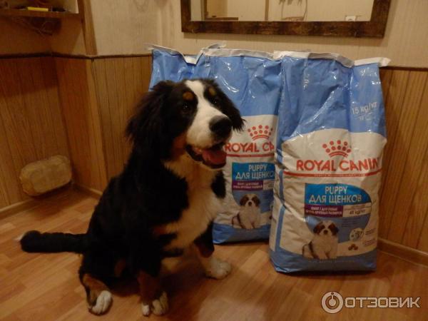 Полнорационный сухой корм Royal Canin Puppy Giant фото