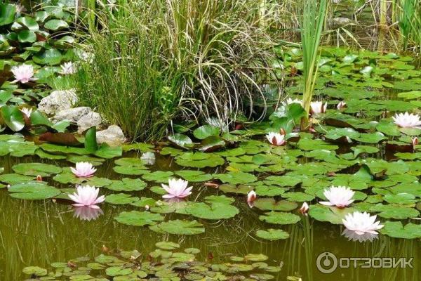 Пруд с водяными лилиями