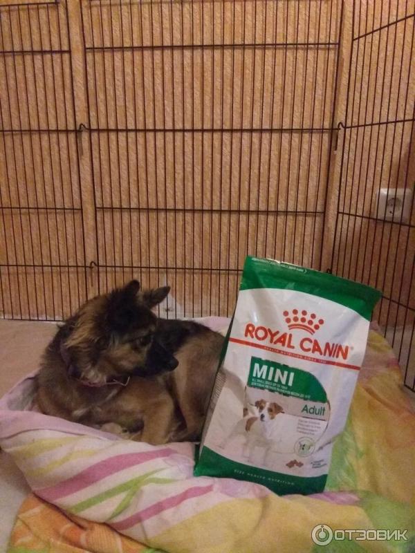 Алиска с Royal Canin Mini Adult