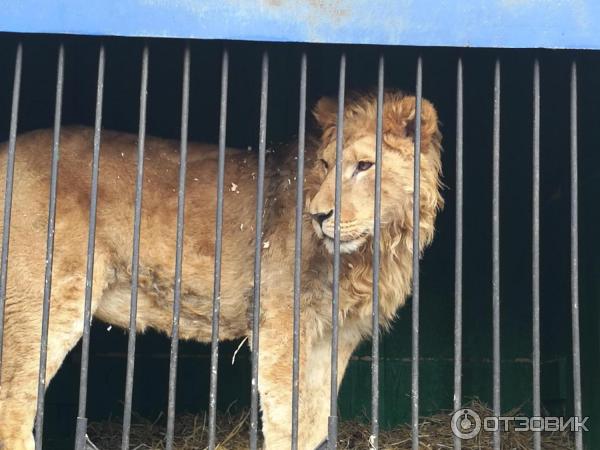 Отзыв о Зоопарк "Берендеево" (Россия, Пятигорск) Уютный, небольшой зоопарк. Прих