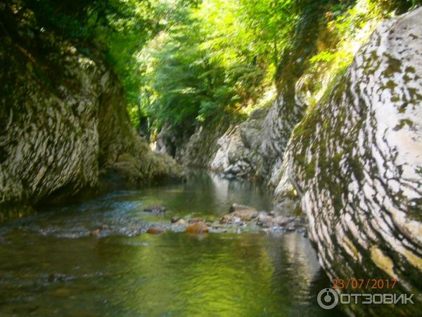 Тисо-самшитовая роща (Россия, Сочи) фото