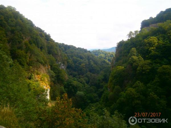 Тисо-самшитовая роща (Россия, Сочи) фото