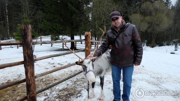 Мендсары ленинградская область лесная избушка. Лесная избушка Оленья ферма. Мендсары Оленья ферма. Лесная избушка Оленья ферма СПБ. Лесная избушка Оленья дер. Верхние Мендсары.