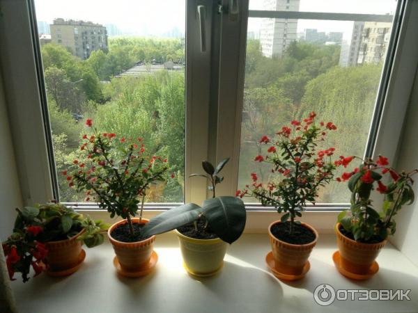 Отзыв о Комнатное дерево Фикус каучуконосный | Как-то не впечатлилась.