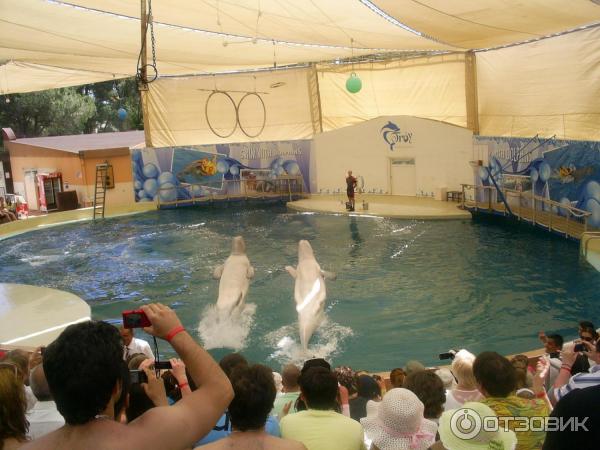 Дельфинарий Troy Aqua & Dolphinarium (Турция, Белек) фото