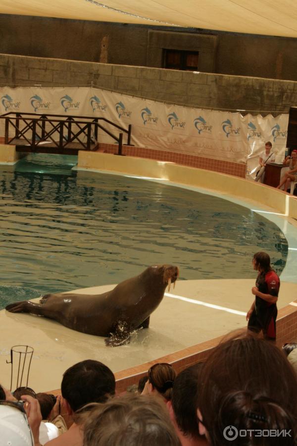 Дельфинарий Troy Aqua & Dolphinarium (Турция, Белек) фото