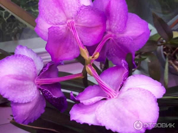 Pokojová květina Orchidej Vanda Ascocenda foto