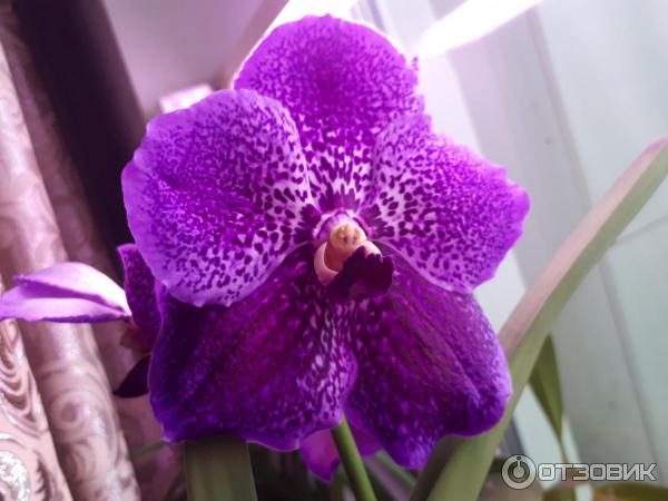 Pokojová květina Orchidej Vanda Ascocenda foto