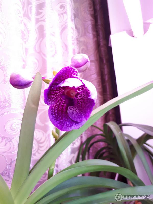 Pokojová květina Orchidej Vanda Ascocenda foto