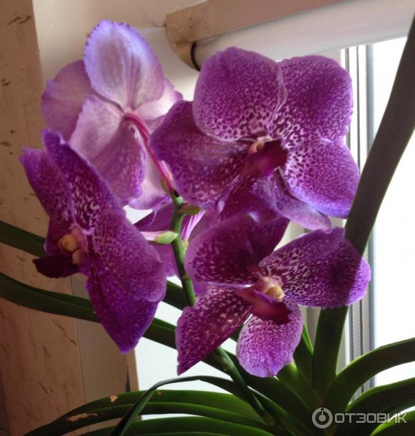 Pokojová květina Orchidej Vanda Ascocenda foto