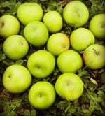 Яблоки сорта "Семиренко" фото