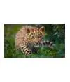 Biznec5