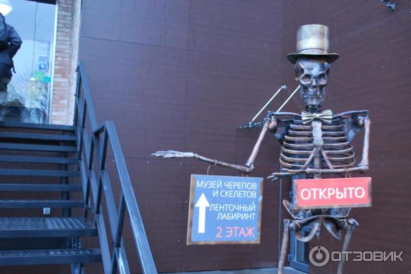 Музей Черепов И Скелетов Зеленоградск Фото