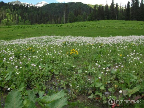 Экскурсия на Альпийские луга (Абхазия, Гудаутский район) фото