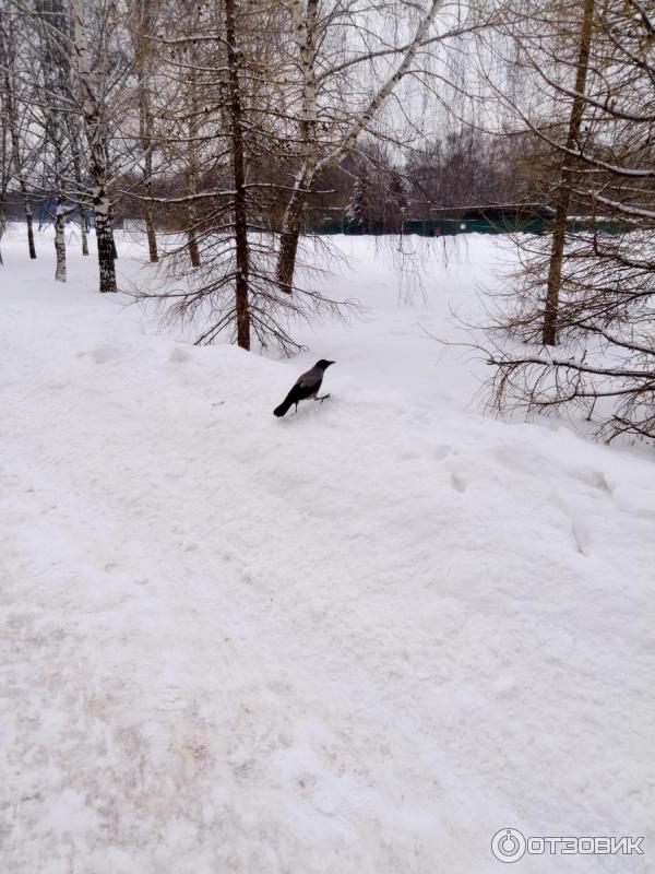 Зона отдыха Борисовские пруды (Россия, Москва) фото