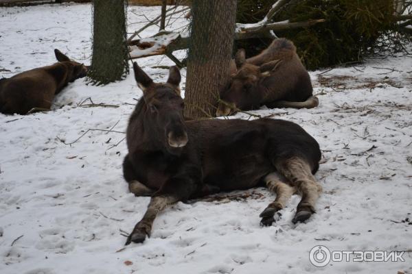 Музей Skansen (Швеция, Стокгольм) фото