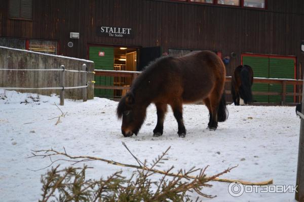 Музей Skansen (Швеция, Стокгольм) фото