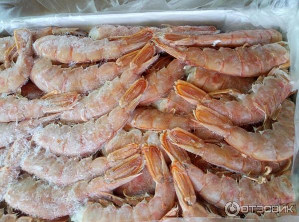 Красная аргентинская креветка без головы Iberpesca s.a Langostino Austral фото