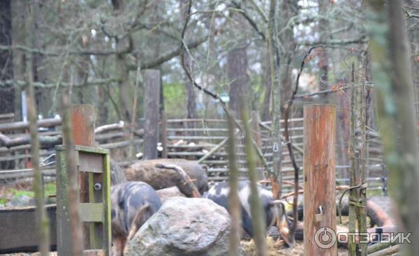 Музей Skansen (Швеция, Стокгольм) фото