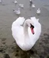3rty